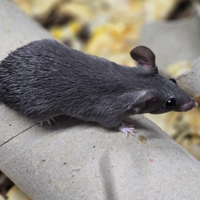 Topi spinosi cahirinus cahirinus