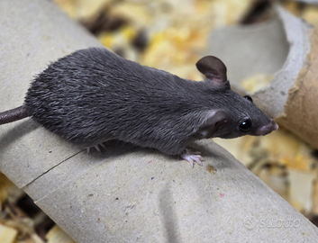Topi spinosi cahirinus cahirinus
