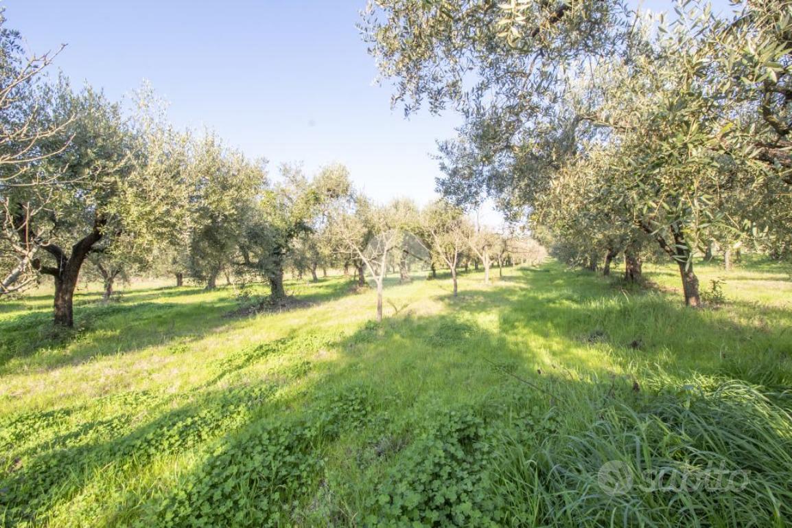 TER. AGRICOLO A PALOMBARA SABINA - Altro