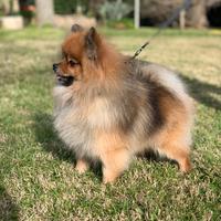 Spitz nano di Pomerania disponibile per monte