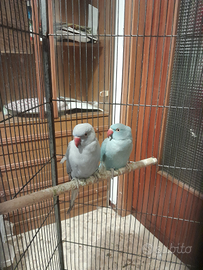 Parocchetti dal collare