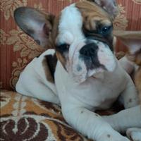 Femmina bulldog francese