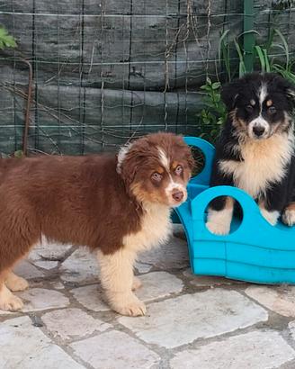 Cuccioli di Pastore Australiano