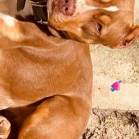 Pitbull