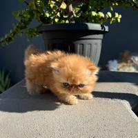 Persiano Ipertipo o Exotic Shorthair d