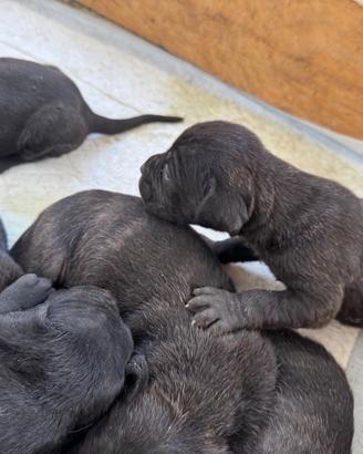 Cuccioli cane corso