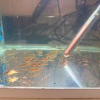 Ancistrus