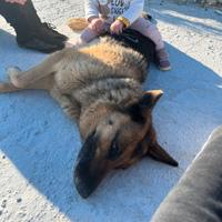 Pastore tedesco femmina