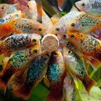 PLATY - MOLLY - PORTASPADA tutte le colorazioni