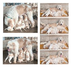 Briquet Griffon Vendeen