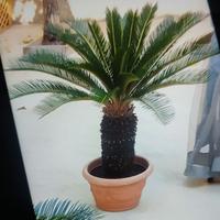 pianta cycas 