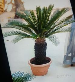 pianta cycas 
