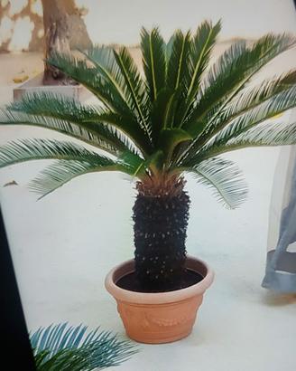 pianta cycas 