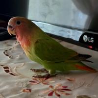 Inseparabili allevati a mano