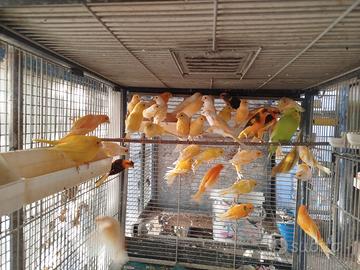 Disponibili canarini novelli e coppie riproduttive