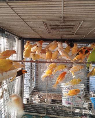 Disponibili canarini novelli e coppie riproduttive