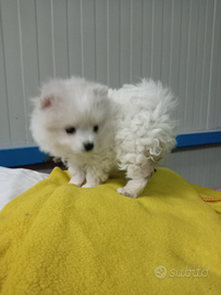 Cucciola di volpino nano