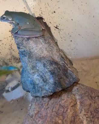 coppia Littoria Infrafrenata