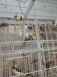 Canarini senza anellati