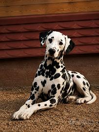 Pedigree dalmata femmina