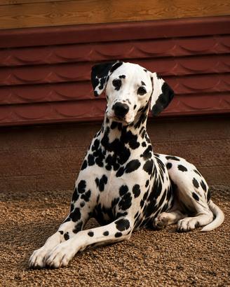 Pedigree dalmata femmina