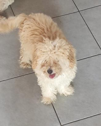 Cuccioli di barboncino pronti per l adozione