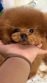 Barboncino maschio