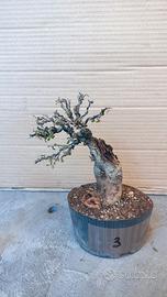 pre bonsai cotoneaster 
