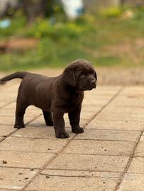 Labrador chocolate