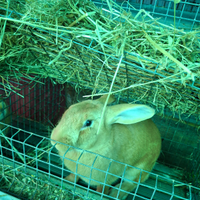 Coniglia Fulvo di Borgogna