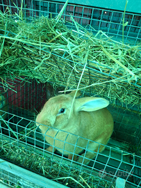 Coniglia Fulvo di Borgogna