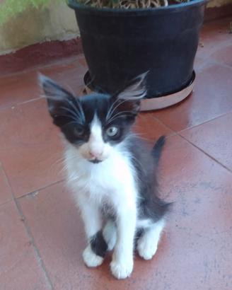 Gattino di pochi mesi