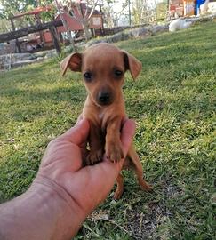 Cuccioli di Pinscher maschi