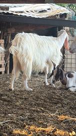 Capra ionica