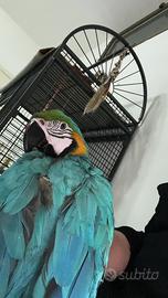 Ararauna maschio 1 anno