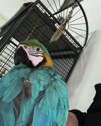 Ararauna maschio 1 anno