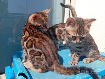 Cuccioli gatto bengala