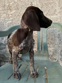 Cuccioli di Braccospringer 75 giorni