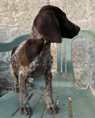 Cuccioli di Braccospringer 75 giorni