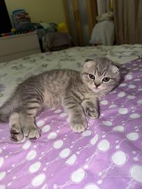 Scottish Fold