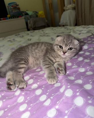 Scottish Fold