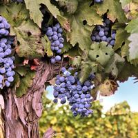 Vino rosso da tavola