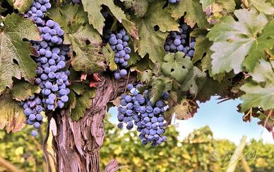 Vino rosso da tavola