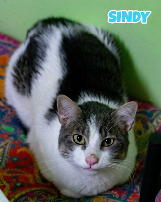 Sindy gatto bianco grigio di 3 anni