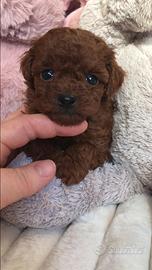 Barboncini mini toy red brown