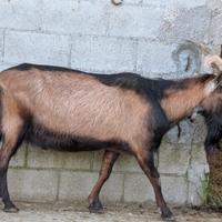Becco camosciato delle alpi