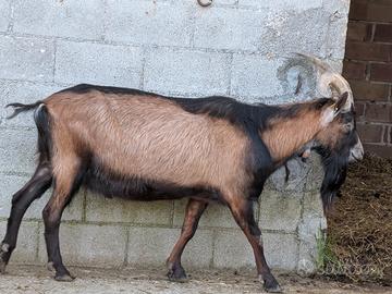Becco camosciato delle alpi