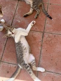 Gattini