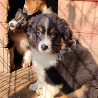 Australian Shepherd/Pastore Australiano