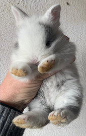 Conigli Testa di leone nani